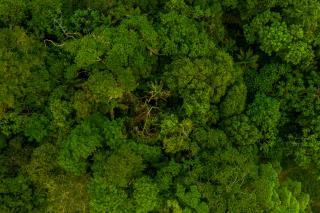 aerial-view-vibrant-green-trees-forest
