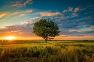 wide-angle-shot-single-tree-growing-clouded-sky-sunset-surrounded-by-grass