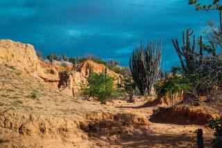 exotic-wild-plants-growing-sandy-rocks-tatacoa-desert-colombia