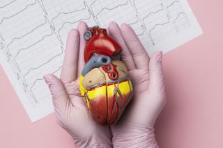 person-holding-anatomic-heart-model-educational-purpose (1)