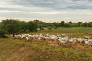 peaceful-laid-back-sunset-with-herd-zebu-cattle-myanmar