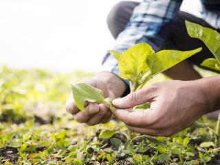 man-taking-care-his-farm-close-up