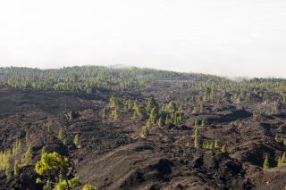 spread-trees-volcanic-relief