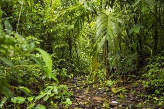 view-green-lush-rainforest-costa-rica
