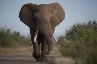 beautiful-shot-african-elephant-walking-road-with-blurred-background