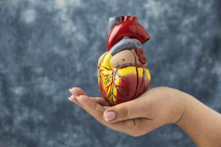 person-holding-anatomic-heart-model-educational-purpose