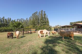 Fasano Boa Vista - Fazendinha